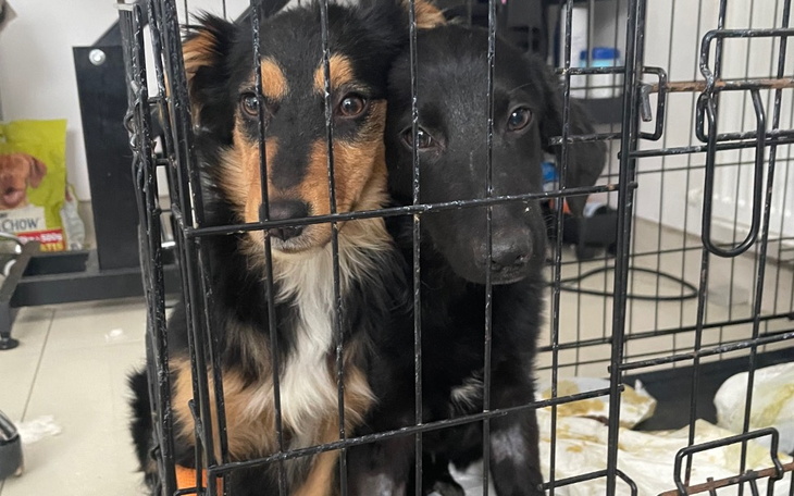 Zbiórka Cztery szczeniak z parwowirusem - zdjęcie główne