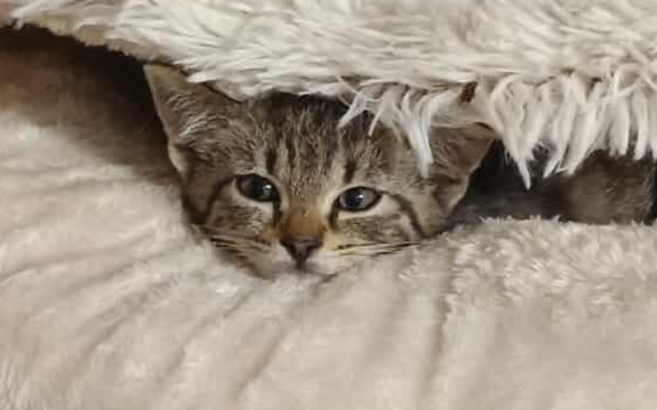 Zdjęcie przedstawiające kapsułki w butelce.