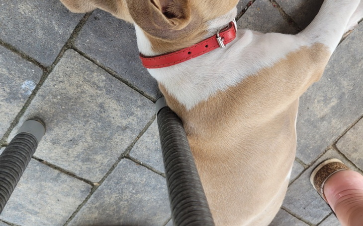 Zbiórka Dla schroniska zwierząt w Poznan - zdjęcie główne