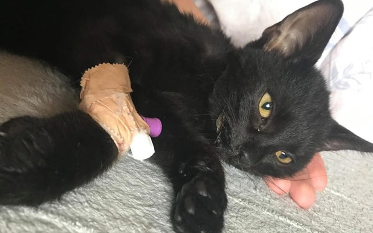 Zbiórka Nie chcemy za tęczowy most.. - zdjęcie główne