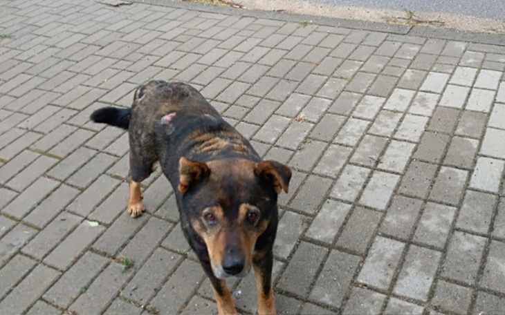 Zbiórka Pomoc bezdomnemu psu - zdjęcie główne