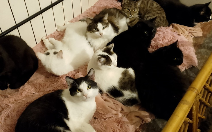 Grupa kotów w przytulnym miejscu, odpoczywających razem.