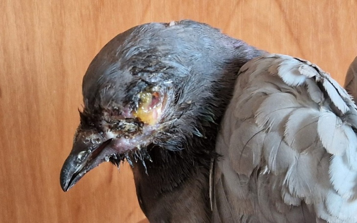 Zbiórka Gołąbek w ciężkim stanie - zdjęcie główne