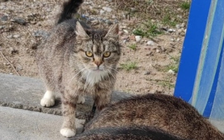 Kot na podwórku, z ciekawym spojrzeniem.