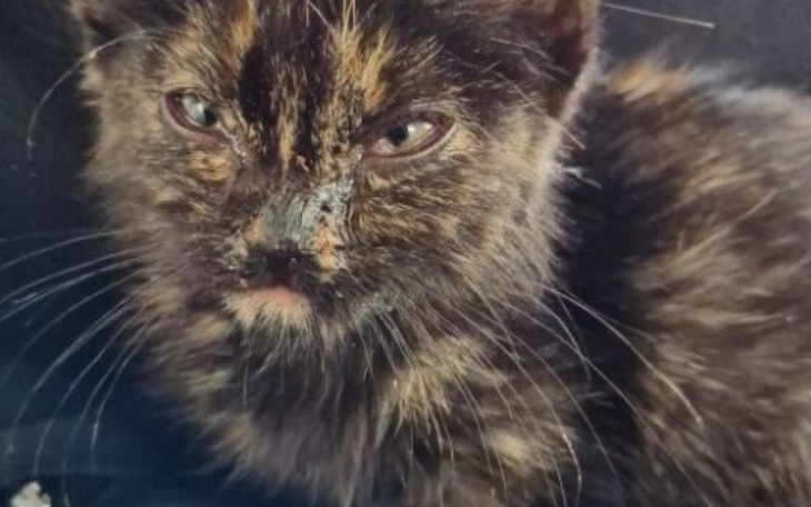 Zbiórka Koci katar , pchły i głód - zdjęcie główne