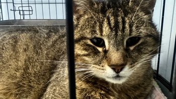 Zbiórka Kotka z ulicy błaga o pomoc - miniaturka zdjęcia