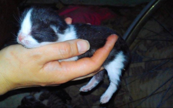 Noworodek kotek trzymany w dłoni, śpiący spokojnie.