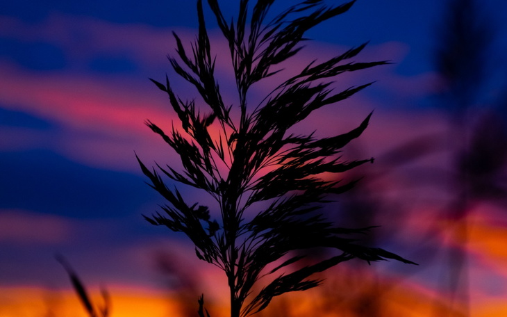 Czarna trawa na tle kolorowego zachodu słońca.