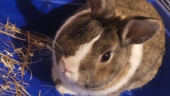 Zbiórka króliczek Frużelek - miniaturka zdjęcia