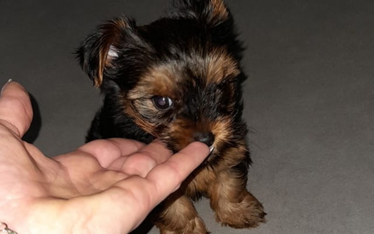 Zbiórka Operacja Hugusia - zdjęcie główne