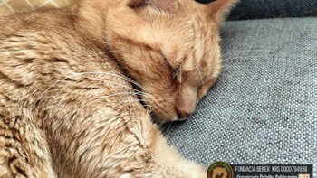 Zbiórka Maciuś wymaga PILNEJ diagnostyki - miniaturka zdjęcia