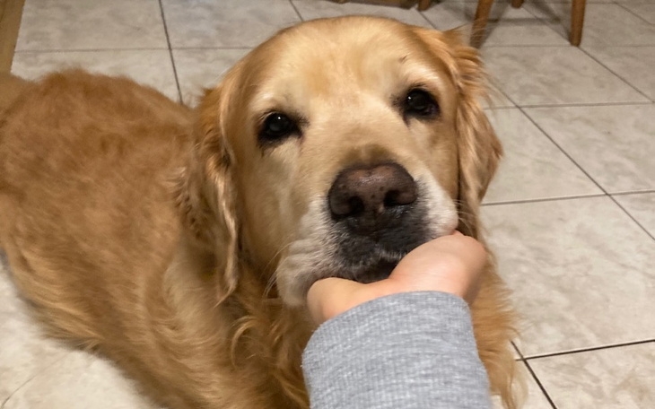 Zbiórka Artroskopia stawu dla Mailo - zdjęcie główne