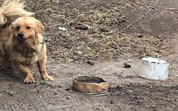 Zbiórka Dołóż piątaka na budę dla psiaka - zdjęcie główne