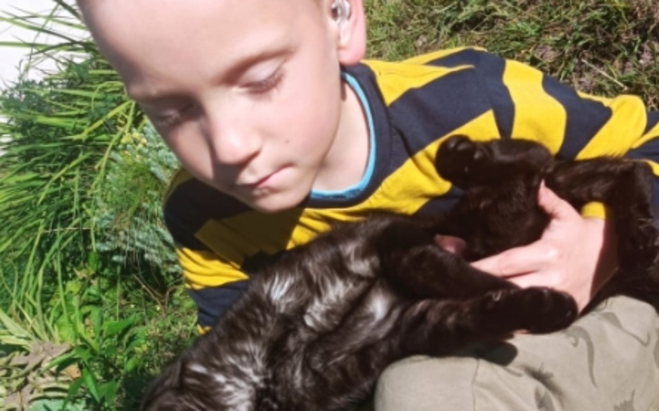 Zbiórka Na operację dla kota - zdjęcie główne