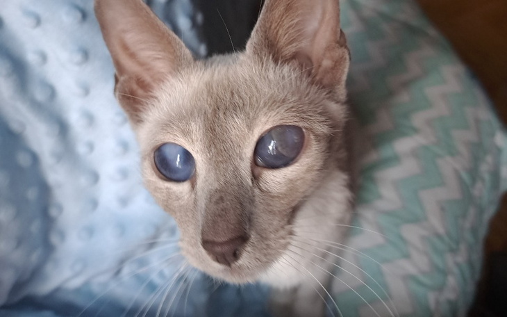 Zbiórka Sori chciałaby żyć bez bólu - zdjęcie główne