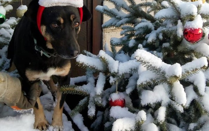 Zbiórka Pomoc dla psiaków ze schroniska - zdjęcie główne