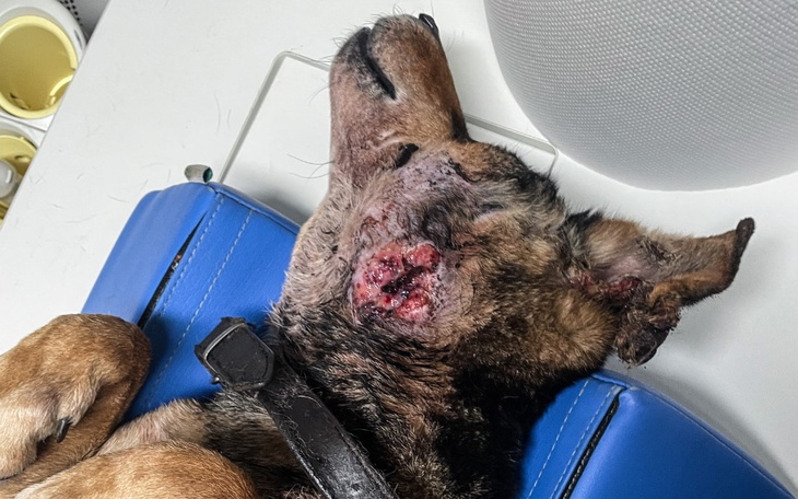 Zbiórka GNIŁ ŻYWCEM na łańcuchu - zdjęcie główne