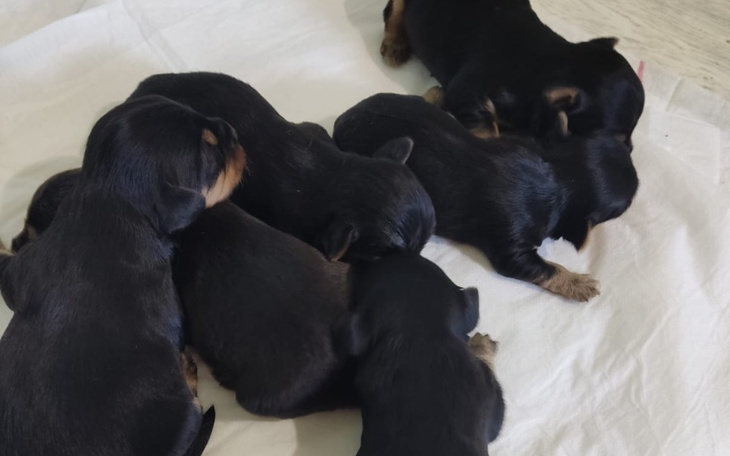 Zbiórka 10 dniowe szczeniaki yorka - zdjęcie główne