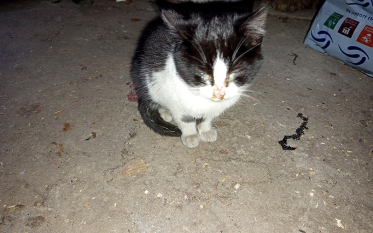 Zbiórka Kociak, który musi wygrać życie - zdjęcie główne