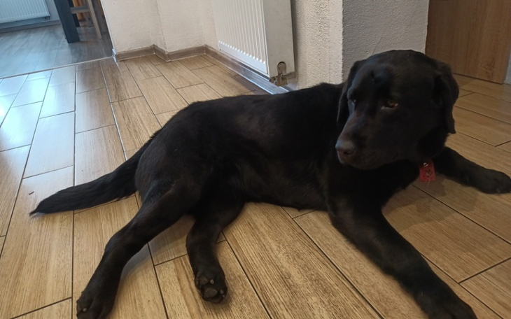 Zbiórka Pomóż mojemu pieskowi błagam - zdjęcie główne