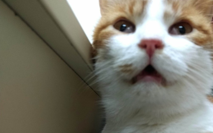 Zbiórka Rudy bez diagnozy - chce żyć - zdjęcie główne