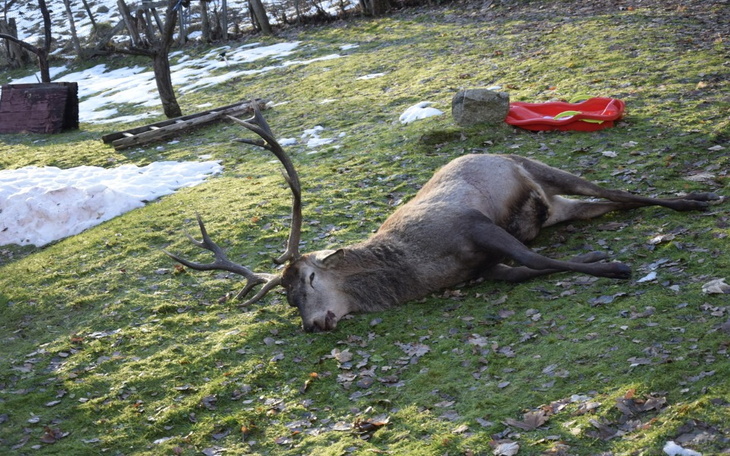 Zbiórka Jeleń Bartek, pomoc prawna - zdjęcie główne