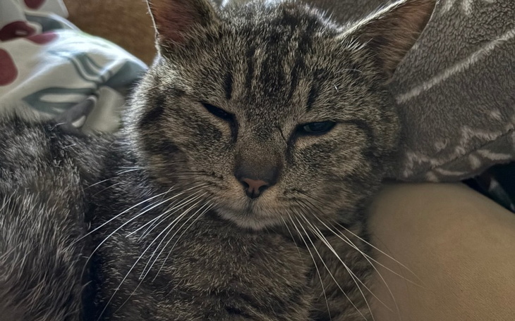 Zbiórka leczenie złamania kotka Teodorka - zdjęcie główne