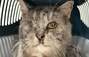 Zbiórka Pomocy dla kociego seniora Litka - miniaturka zdjęcia