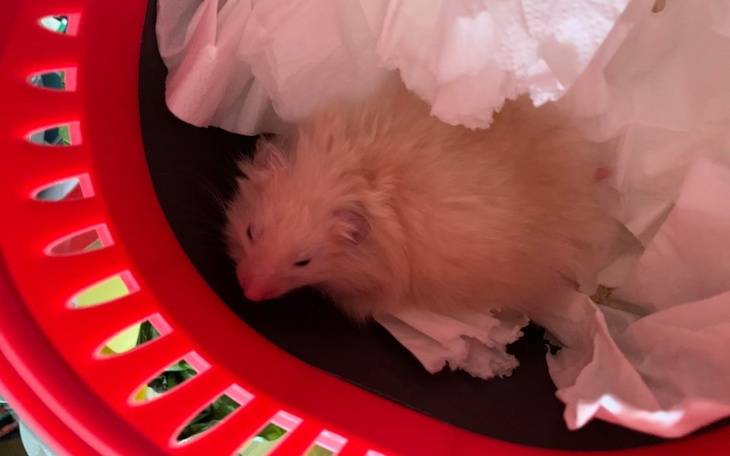 Zbiórka Podrick - kolejna kudła bieda - zdjęcie główne