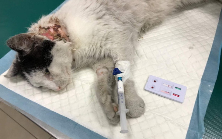 Zbiórka Wolno żyjący = wolno umierający? - zdjęcie główne