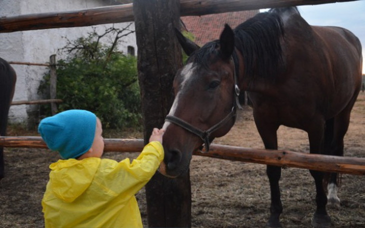 Zbiórka koń TOAST - środki na operację - zdjęcie główne