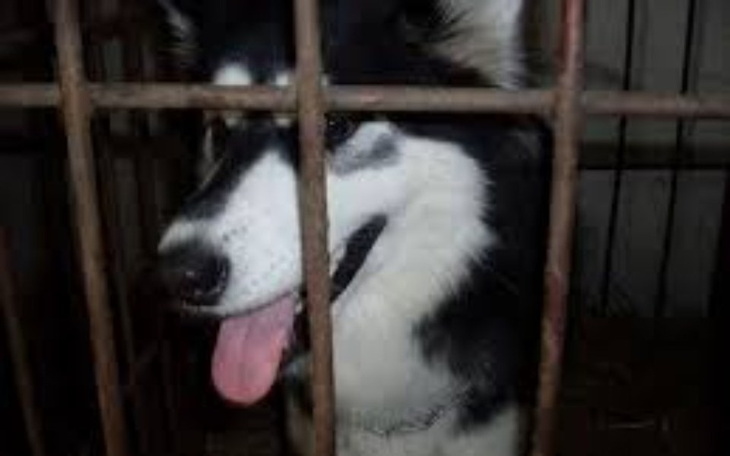 Zbiórka Zbiórka na schronisko w kocku - zdjęcie główne