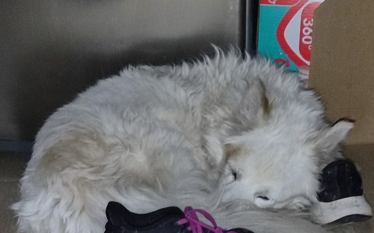 Zbiórka Leczenie Tishy - zdjęcie główne