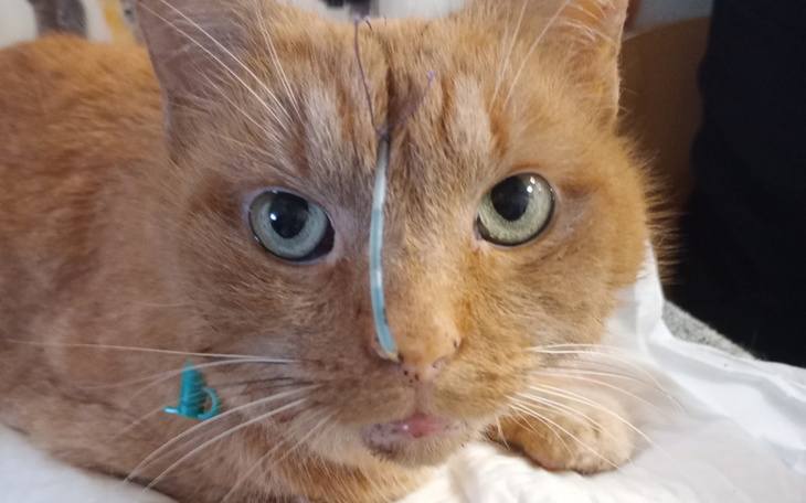 Zbiórka Rudi prosi o pomoc - zdjęcie główne