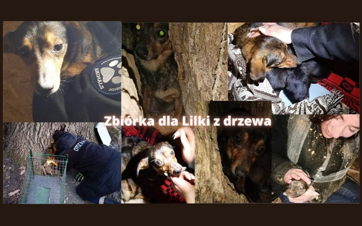 Zbiórka Zbiórka dla Lilki z drzewa - zdjęcie główne