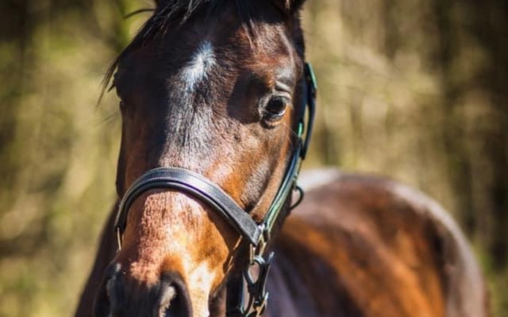 Zbiórka Wymarzony koń Rubin - zdjęcie główne