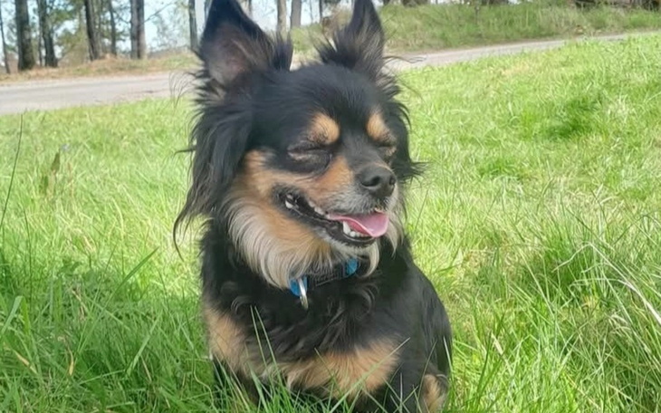 Chihuahua siedzący na trawie, cieszący się słońcem.