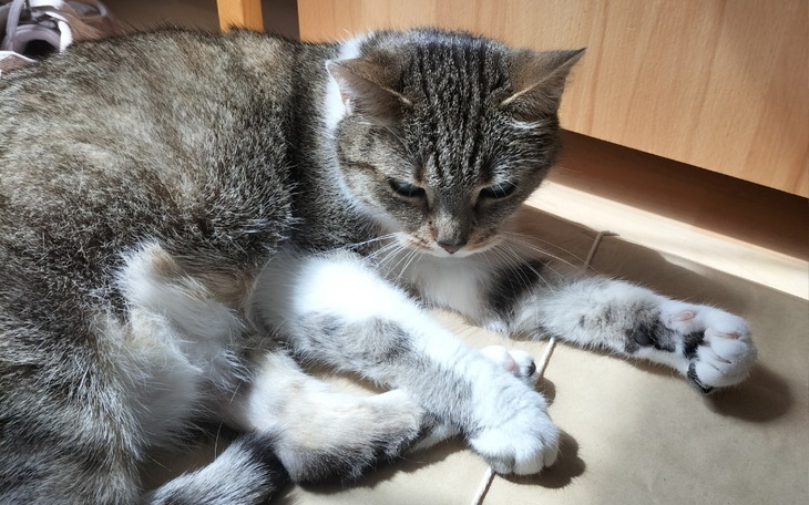 Zbiórka Operacja dla mojej kotki - zdjęcie główne