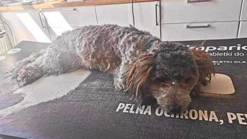 Zbiórka Życie czy śmierć potrącona psina - miniaturka zdjęcia