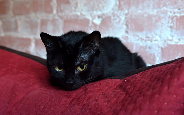Czarny kot leżący na czerwonej poduszce.