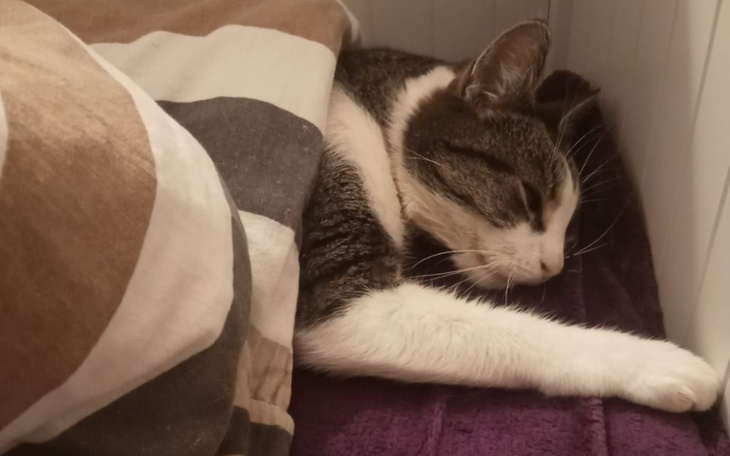 Zbiórka Dzielna Kiesia walczy z FeLV - zdjęcie główne