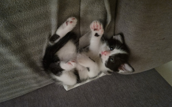 Zbiórka Zbieram dla kociaków - zdjęcie główne