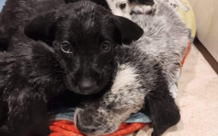 Dwa szczeniaki przytulone do siebie na poduszce.