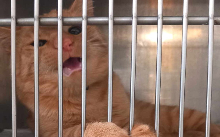 Rudy kotek za kratkami, wołający o uwagę.