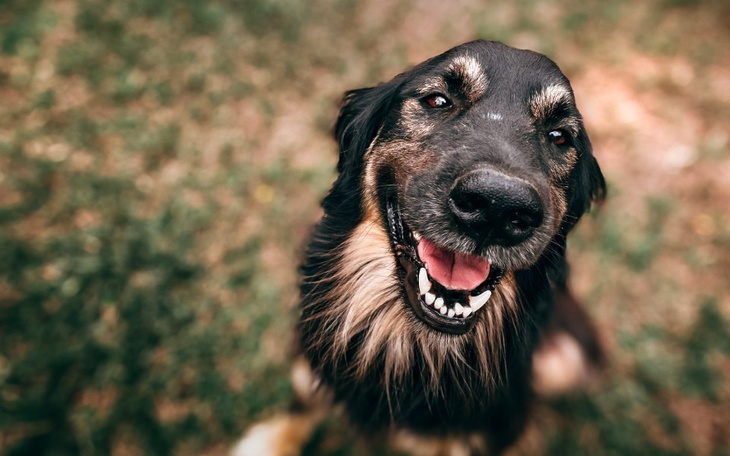 Uśmiechnięty pies, patrzący w obiektyw z radością.
