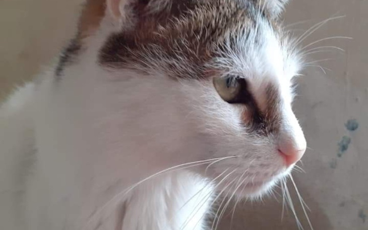 Zbiórka Nie pozwólmy umrzeć małym kotom - zdjęcie główne