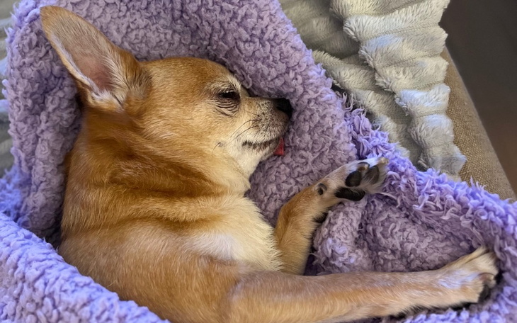 Zbiórka Więzadło krzyżowe, NOGA LEWA - zdjęcie główne