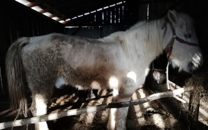 Zbiórka Siwy chce żyć... - zdjęcie główne