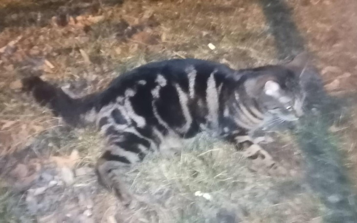 Zbiórka Mam chorego kotka - zdjęcie główne