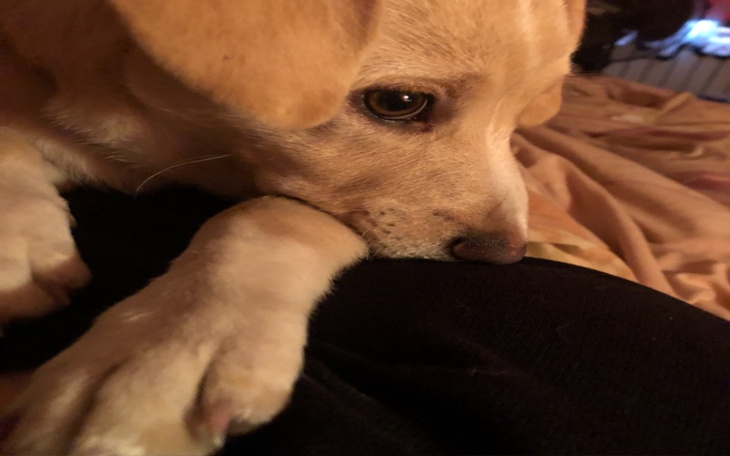 Zbiórka Wyjazd z pieskiem za granice - zdjęcie główne